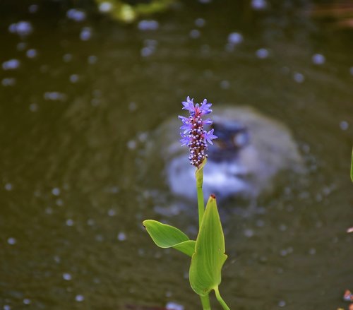 flower  blue  summer