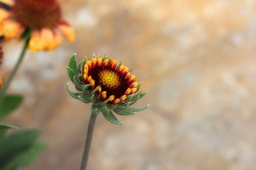 flower  bud  bloom