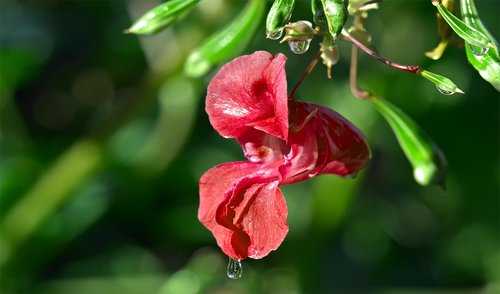 flower  rosa  red