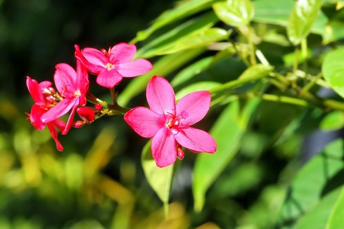 flower  blooming  plant