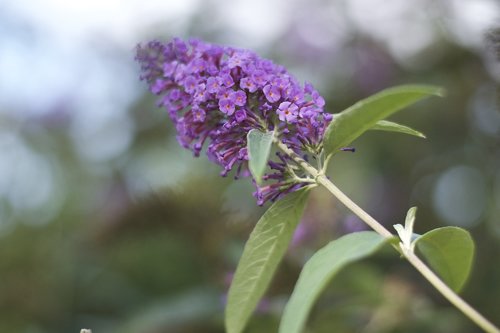 flower  flora  flowers