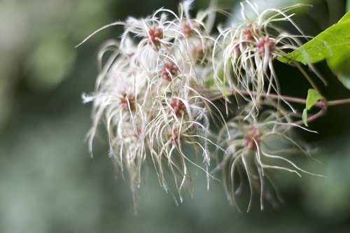 flower  hairy  summer