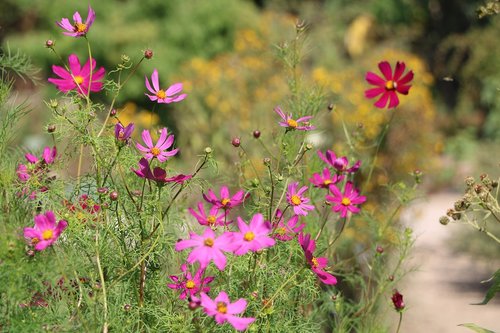 flower  nature  flora