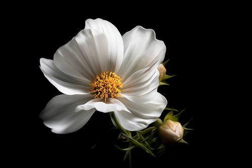 flower  white  floral