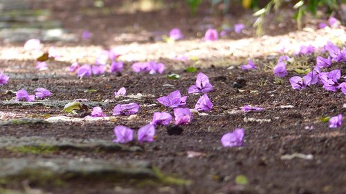 flower  mood  flowers