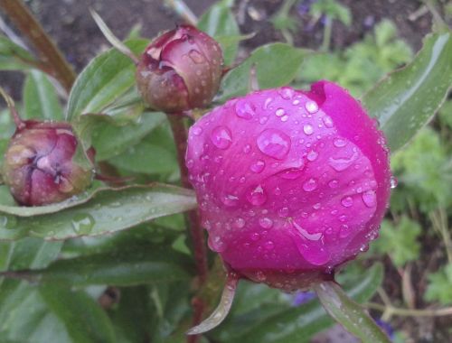 flower peony blossom