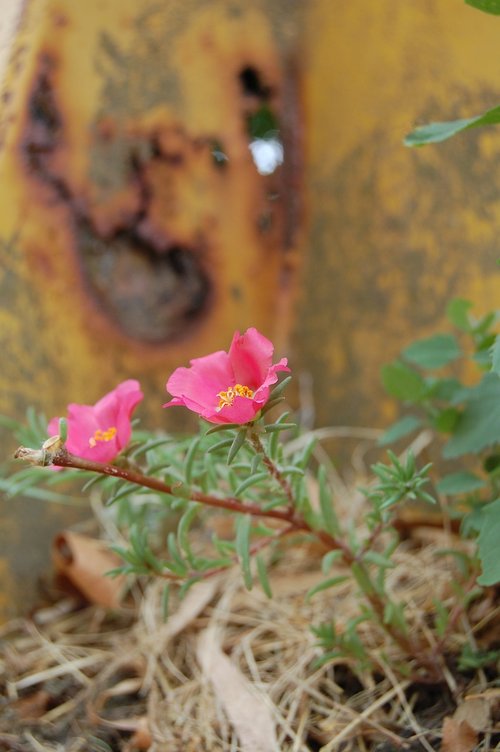 flower  oxide  rusty