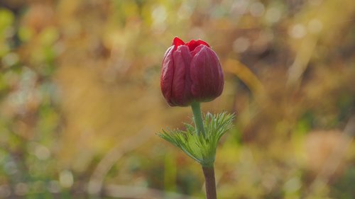 flower  bud  red