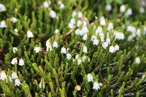 flower  plant  nature