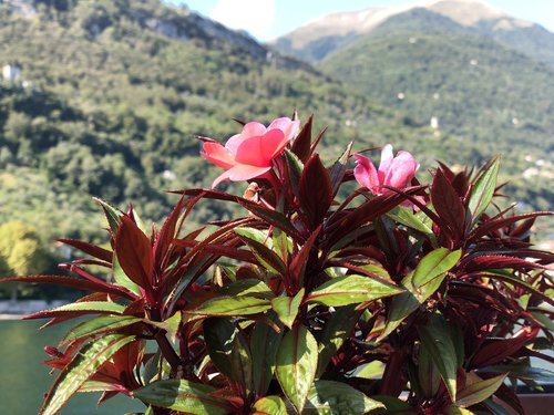 flower  plant  mediterranean