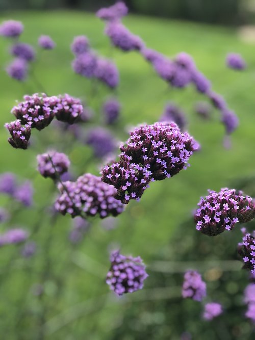 flower  garden  nature