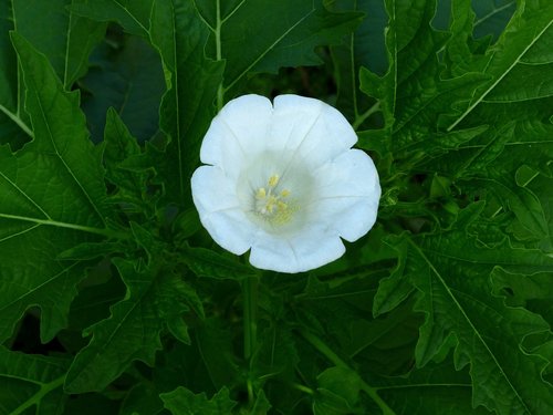 flower  white flower  plant