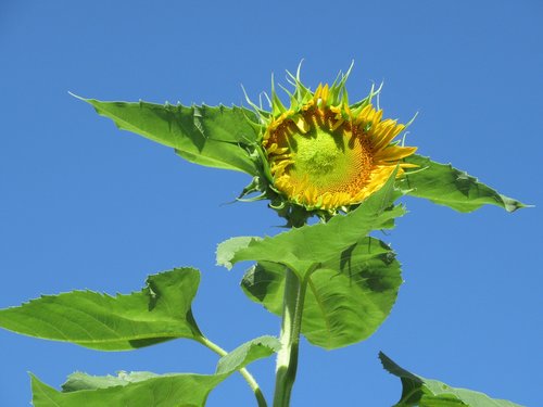 flower  leaves  nature