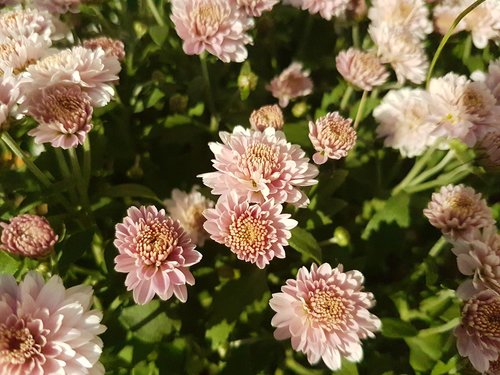 flower  leaves  blossom