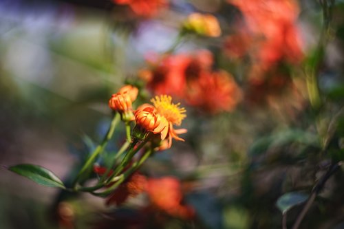 flower  bokeh  vintage