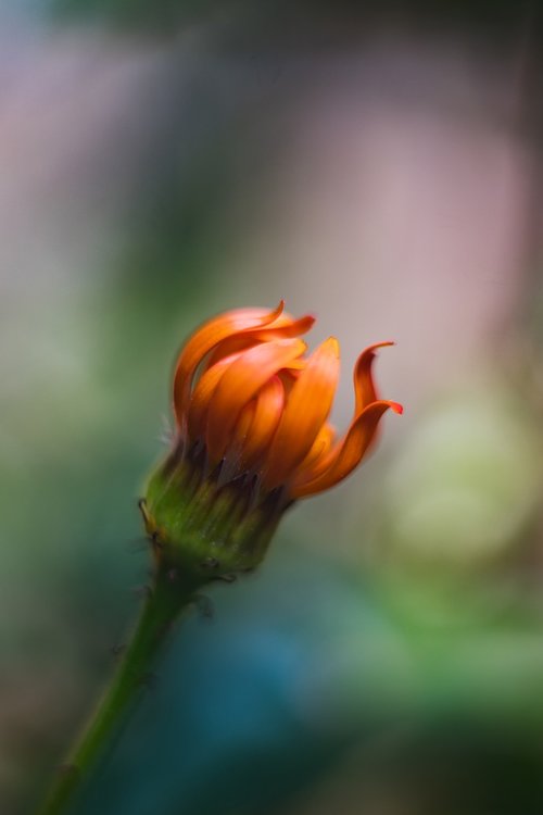 flower  bokeh  vintage