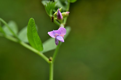 flower  color  nature