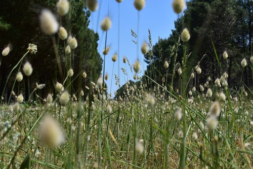 flower  nature  field