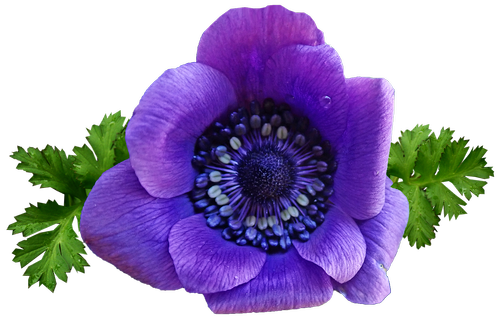 flower  purple  anemone