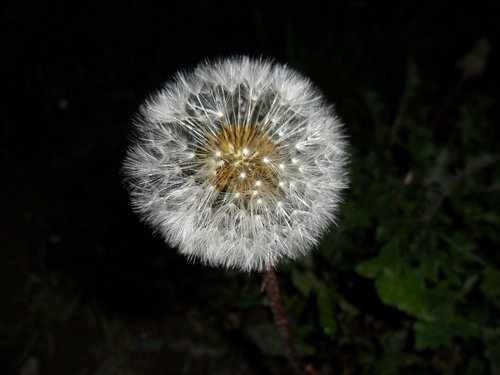 flower  dandelion  nature