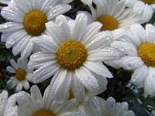 flower marguerite after the rain