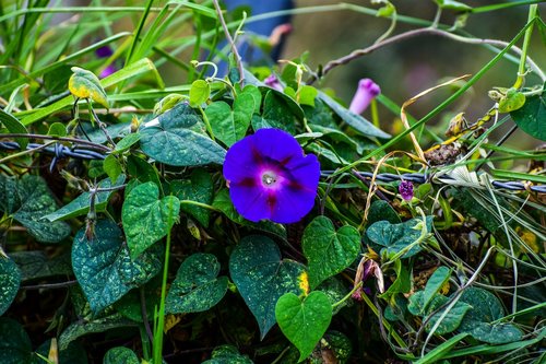 flower  violet  purple