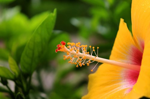 flower  garden  blossom