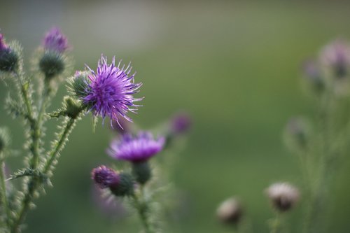 flower  flora  flowers