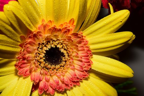 flower  gerbera  yellow