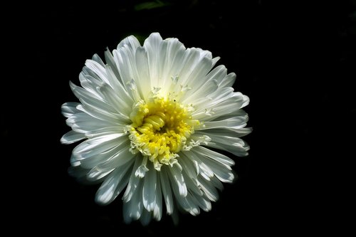 flower  zinnia  white