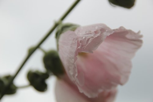 flower  plant  blossom