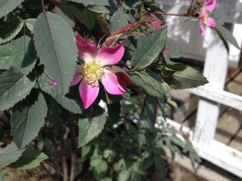 flower pink garden plant