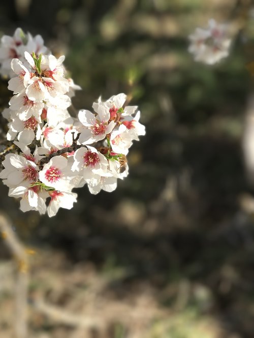 flower  almond tree  natura