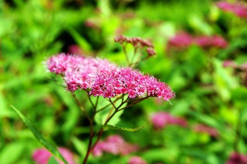 flower plant bloom