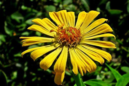 flower  zinnia  yellow