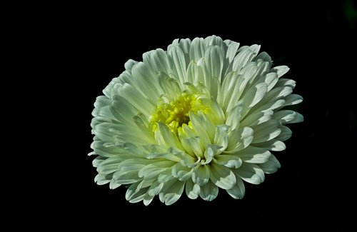 flower  aster  white
