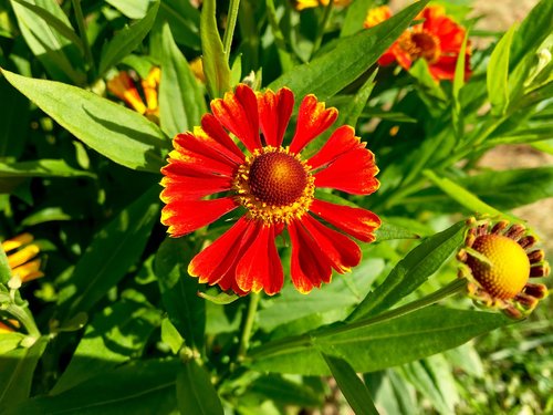 flower  garden  red