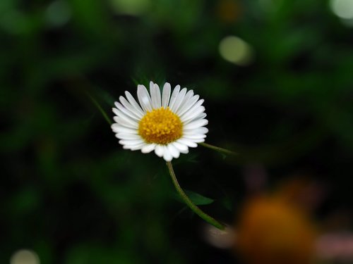 flower  white  plant