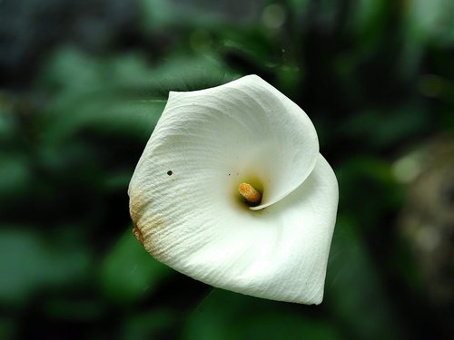 flower  white  plant