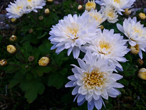 flower  flowers  white