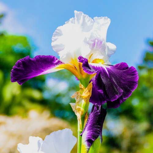 flower  iris  plants