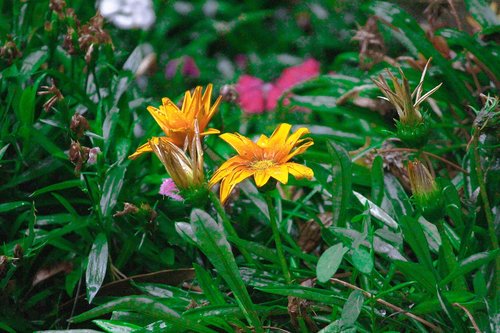 flower  yellow flower  nature