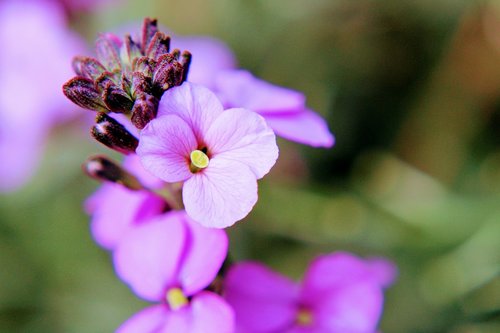 flower  wallflower  plant