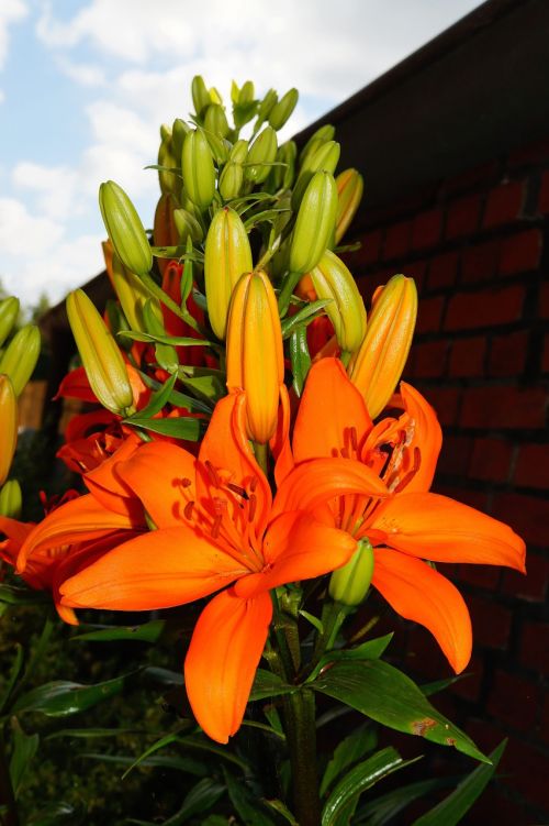 flower flowers orange