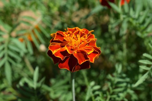 flower  colorful  garden