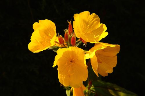 flower flowers yellow