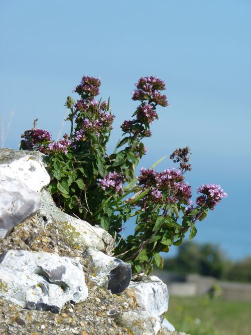 flower wall plant