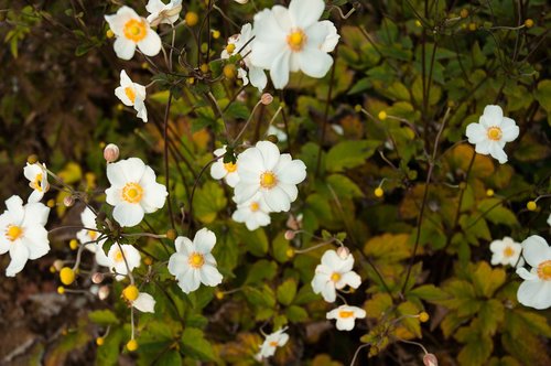 flower  nature  flowers