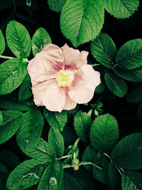 flower pink leaf