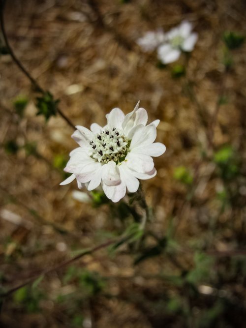 flower  spring  white